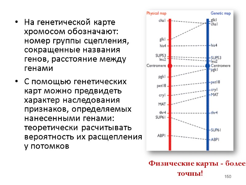 На генетической карте хромосом обозначают: номер группы сцепления, сокращенные названия генов, расстояние между генами